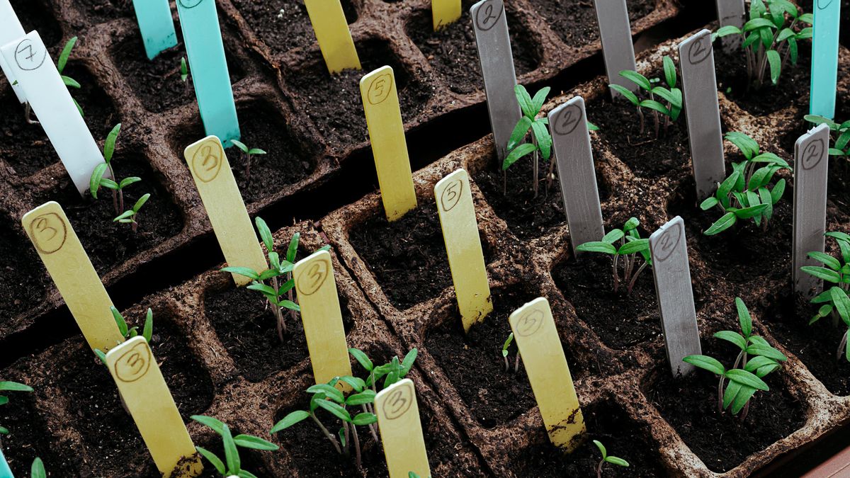 Okrasné květiny, které je třeba zasít ještě v lednu